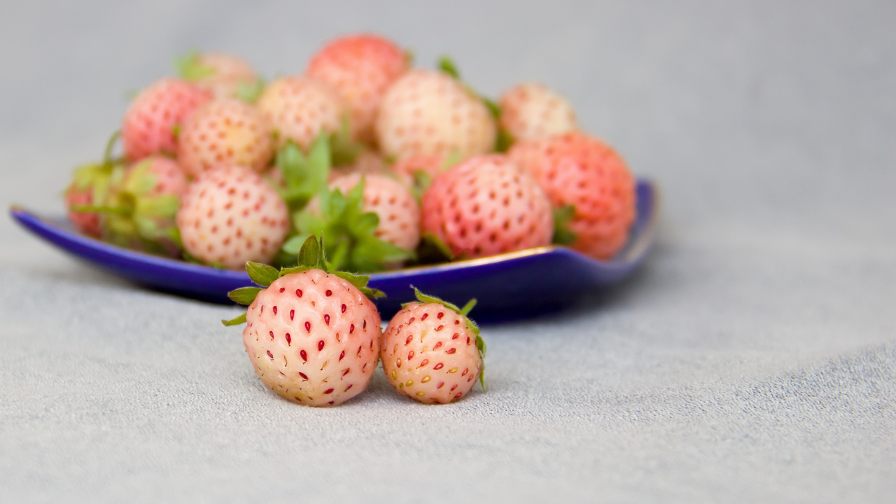 Flamingo, 10 Strawberry Plants - Bare Root - $20.85