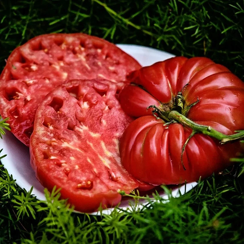 30 Abe Lincoln Beefsteak Tomato Seeds Non-Gmo - $2.54