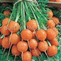 1000+ Tonda di Parigi Carrot Seeds for Garden Planting  - $8.77