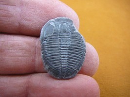 (F704-142) Trilobite fossil trilobites extinct marine arthropod I love f... - $13.09