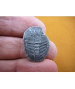 (F704-142) Trilobite fossil trilobites extinct marine arthropod I love f... - $13.09