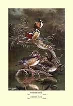 Mandarin and Carolina Ducks 20 x 30 Poster - £20.54 GBP