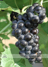 Valiant Black Grape Seeds 100 Seeds Juice Jelly Table Grape Plant Seedlings Gard - £7.63 GBP