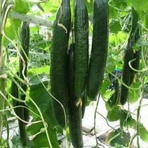 Greenhouse Cucumber Dark Green Long Vegetables, 300 Seeds - £12.73 GBP