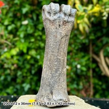 Rare Seppe Bison Metacarpal Fossil (Bison Priscus) - Pleistocene, USA - - £55.76 GBP