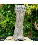 Rare Seppe Bison Metacarpal Fossil (Bison Priscus) - Pleistocene, USA - - $72.92