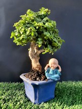 Portulacaria afra Bonsai tree 18 year old plant - $139.90