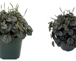 Top Seller - Little Toscani Peperomia Plant - 4&quot; Pot - Collector&#39;s Series - £28.25 GBP