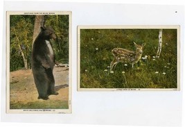 Bruin Welcomes You to Maine &amp; Baby Deer in Maine Postcards 1930  - £12.45 GBP
