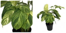 Charlie Prayer Plant - Stromanthe - Easy to Grow House Plant - 6&quot; Pot - C2 - $109.75