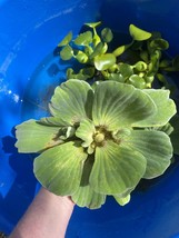 (8) Water Lettuce Large Size Koi Pond Floating Plants Rid Algae Shade - £34.59 GBP