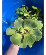 (8) Water Lettuce Large Size Koi Pond Floating Plants Rid Algae Shade - €37,91 EUR