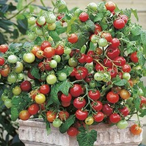 KKG Tiny Tim Tomato Seeds Fresh Garden - $7.89