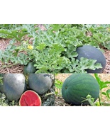 40+ Seeds SUGAR BABY WATERMELON Heirloom Vine 5-9lbs Summer Garden Easy - $16.75