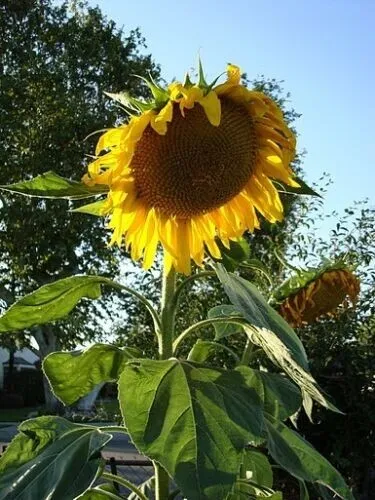 Monster Sunflower Seeds 10 Seeds Huge Combined Shipping Garden - £8.77 GBP