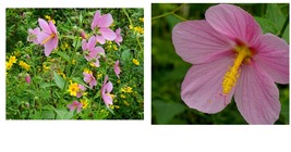 40 seeds Pink Swamp Seashore Mallow Kosteletzkya virginica Native Perennial  - £18.12 GBP