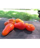 Valdo - a prolific little tomato from the Czech Rebublic - $100.89 MXN