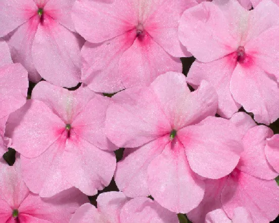 50 Impatiens Seeds Logro Pink Flower Seeds Fresh - £8.65 GBP