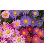 50 Fresh Seeds Single Mix Aster Flower - $5.98
