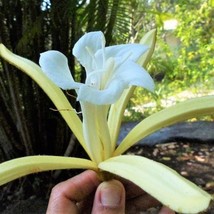 5 Pterospermum Acerifolium Dinnerplate Tree Seeds For Planting   - £15.37 GBP