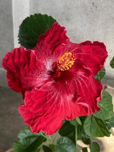 Fresh 10 Red Hibiscus Seeds Flower Perennial Tropical Flower Easy To Gro... - $10.98
