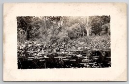 RPPC Lovely Lily Pads At Forests Edge Real Photo Postcard Q26 - £5.44 GBP