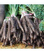 150 Black Salsify, Scorzonera, NON-GMO, Black Oyster Plant, Goat&#39;s Beard... - $18.99