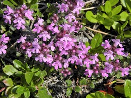 100 Mother Of Thyme Lemon Broadleaved Thymus Pulegioides Herb Pink Flower Seeds  - £8.51 GBP