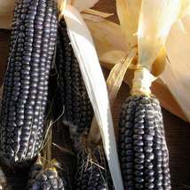 30Pcs Corn Blue Hopi Seeds Zea mays Seed Vegetable Seed - $19.27