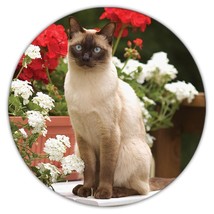 Cat : Gift Coaster Cute Animal Kitten Funny Friend Flowers Pet Feline - £3.92 GBP
