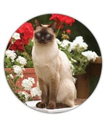 Cat : Gift Coaster Cute Animal Kitten Funny Friend Flowers Pet Feline - $93.09 MXN