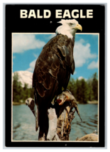 Bald Eagle Perched With Fish Postcard Unposted - £3.83 GBP