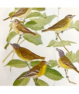 Vireo Species 1936 Bird Lithograph Color Plate Art Print Nature DWU12D - $34.28 CAD