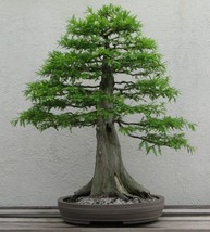 10 Bald Cypress, Bonsai, Seeds Conifer, Tree, Spring Indoors, Outdoors, Plant. F - $9.97