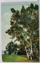 Cliff Haven NY Summer School Birches c1912 Postcard L20 - £7.99 GBP