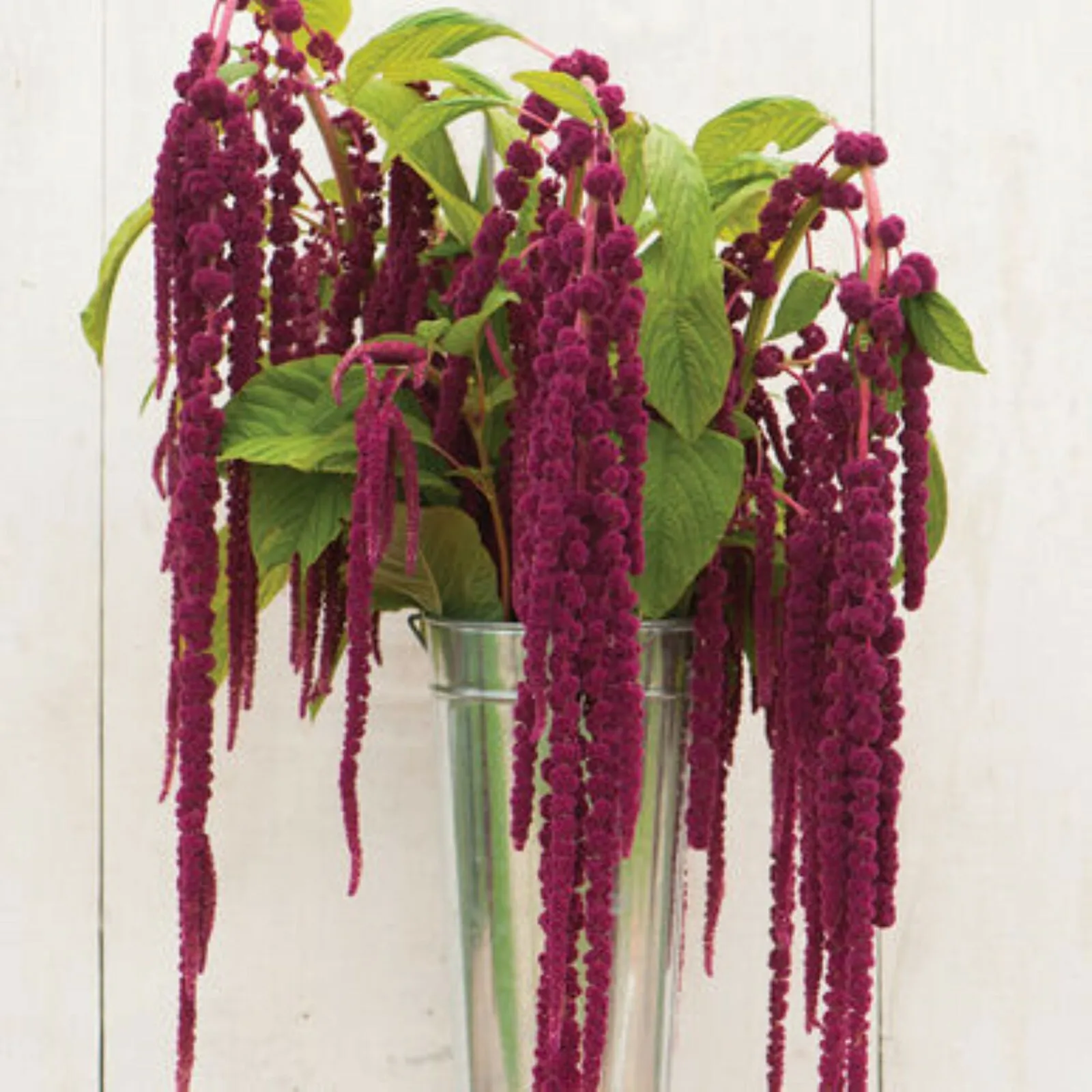 Premium Amaranthus flower 300 seed - Love Lies Bleeding Beautiful Grown ... - $11.50