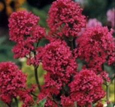 Rafhstore 40 Red Jupiter&#39;s Beard Centranthus Flower Seeds Perennial Us Seeds - £7.04 GBP