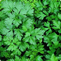 AD Giant Of Italy Parsley Seeds 500 Leaf Non Gmo Home Garden - $252.42 MXN