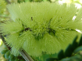 KKG Albizia Distachya Lophantha Plume Silk Tree 5 Seeds Fresh Garden - $166.87 MXN