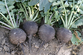 Radish Black Spanish Round White Inside Giant 3-4 Across 320 Seeds Garden USA - £3.34 GBP