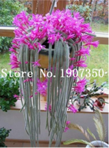 100 Seeds Climbing Plant Echinopsis Tubiflora Flowering Cactus Bonsai Plant Gard - £3.96 GBP