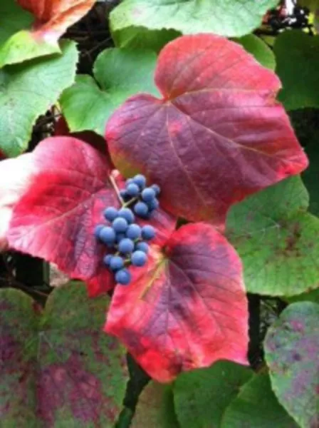 10 Crimson Glory Grape Vine Seeds For Planting Vitis Coignetiae Usa Seller - £13.29 GBP