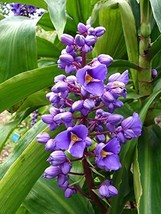 Hawaiian Tropical Blue Ginger Plant Root ~ Grow Hawaii B6 - £19.08 GBP