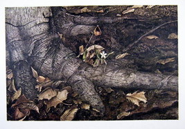 Andrew Wyeth Gravure Print Spring Beauty, The Walk - £10.05 GBP