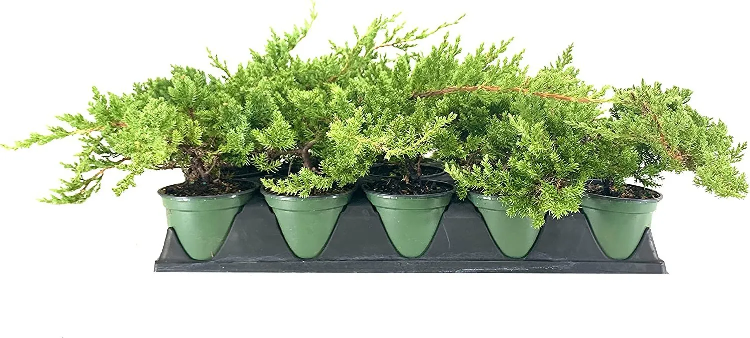 Dwarf Japanese Garden Juniper Live 4nch Pots Juniperus Procumbens Nana - £32.32 GBP