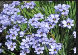BLUE EYED GRASS   200 Seeds - £7.89 GBP