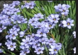 BLUE EYED GRASS   200 Seeds - $9.99