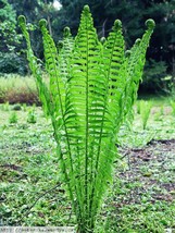TN OSTRICH GLADE FERN 5 rhizome/root- (Matteuccia struthiopteris)  - $17.90