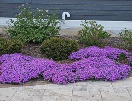 Blue Creeping phlox 200 seeds, moss phlox, moss pink, mountain phlox, groundcove - $3.00