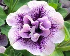 SGHOST 300 Double Purple White Petunia Seeds 300 Seeds Ts USA Seller - £6.94 GBP